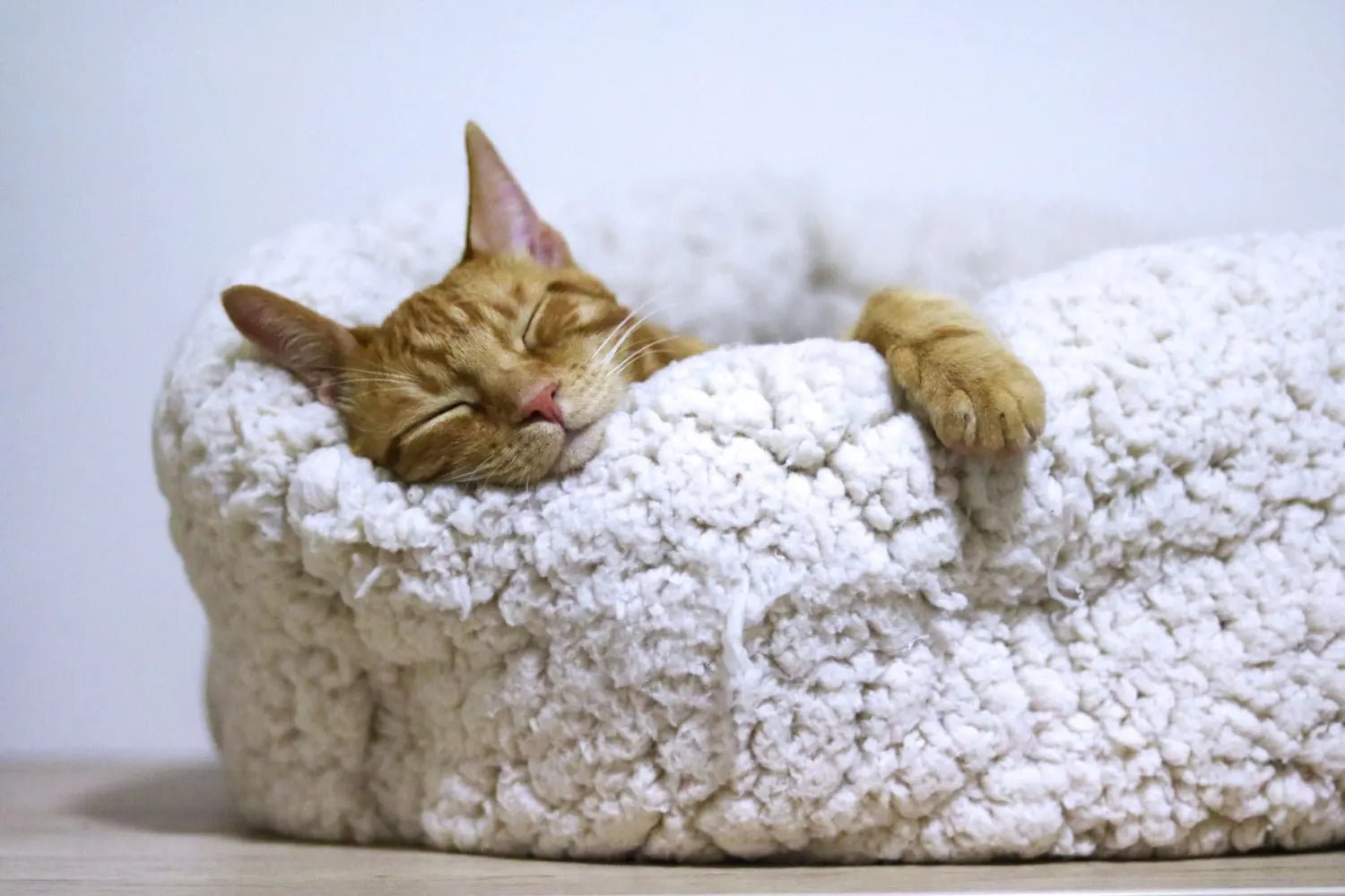 The Ultimate Guide to Choosing the Perfect Cat Bed