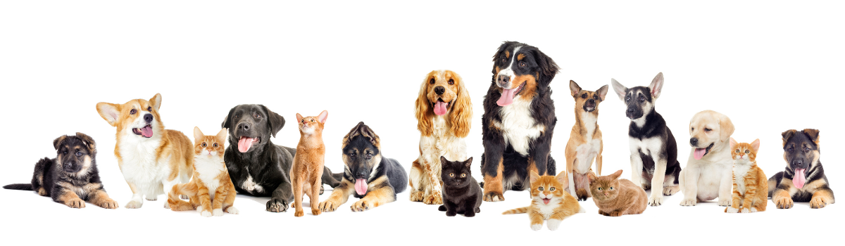 A group of dogs and cats, one dog with its tongue out, and a black cat with yellow eyes. This image serves as a banner for the pets paradise cats and dogs product collection.