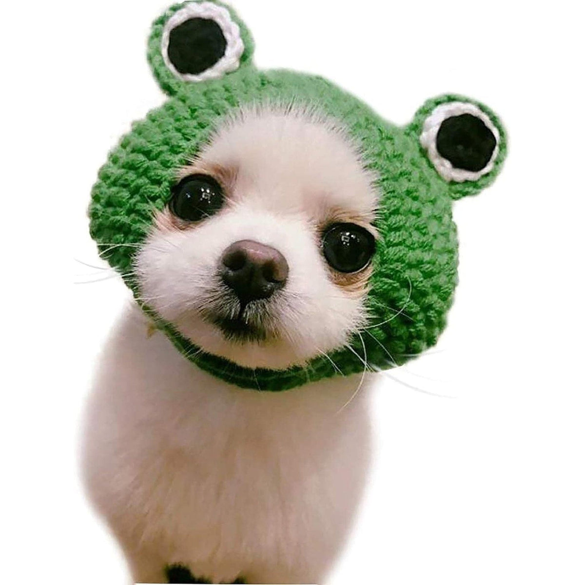 🐈 Adorable Handcrafted Froggy Knit Cat Hat 🐸 Frog / S Fit For Cats Head Girth 8.66" - 9.44" Pets Paradise Pet Supplies
