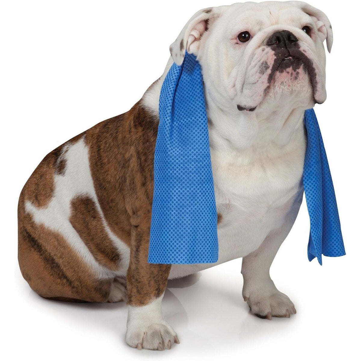 🐾 Chillaxin Pup Cooling Summertime Dog Towel ❄️ Single Towel Pets Paradise Pet Supplies