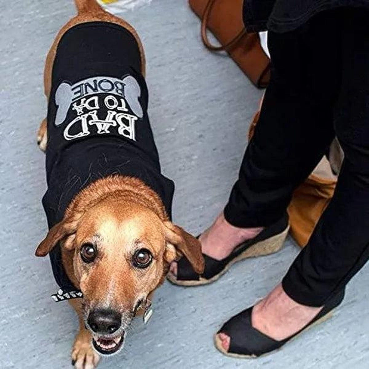 A dog wearing a Pets Paradise Embroidered Bad to Da Bone Dog Tee.