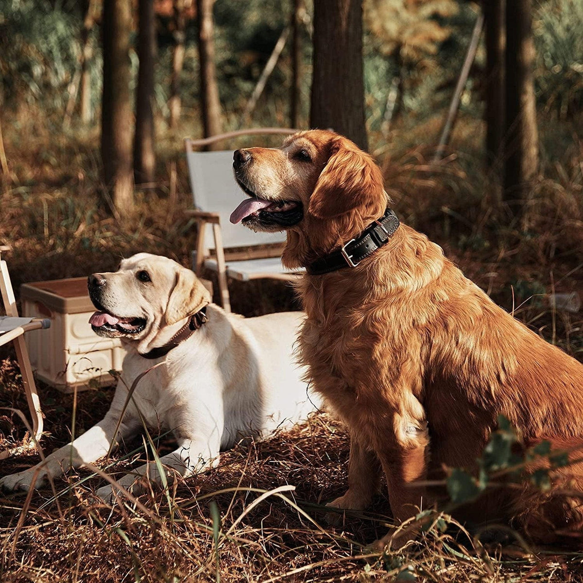 Two dogs wearing Pets Paradise Genuine Leather Heavy Duty Luxury Dog Collars sitting in the grass.