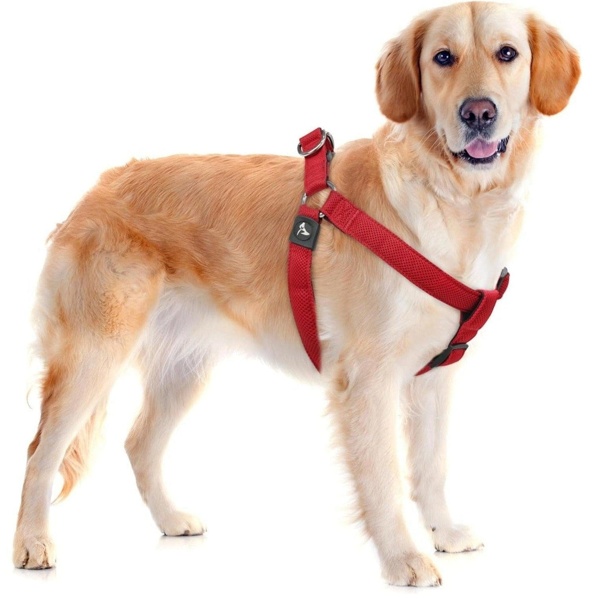 A dog wearing a Pets Paradise Daily Walks Ultra-Comfort Step-In Dog Harness.